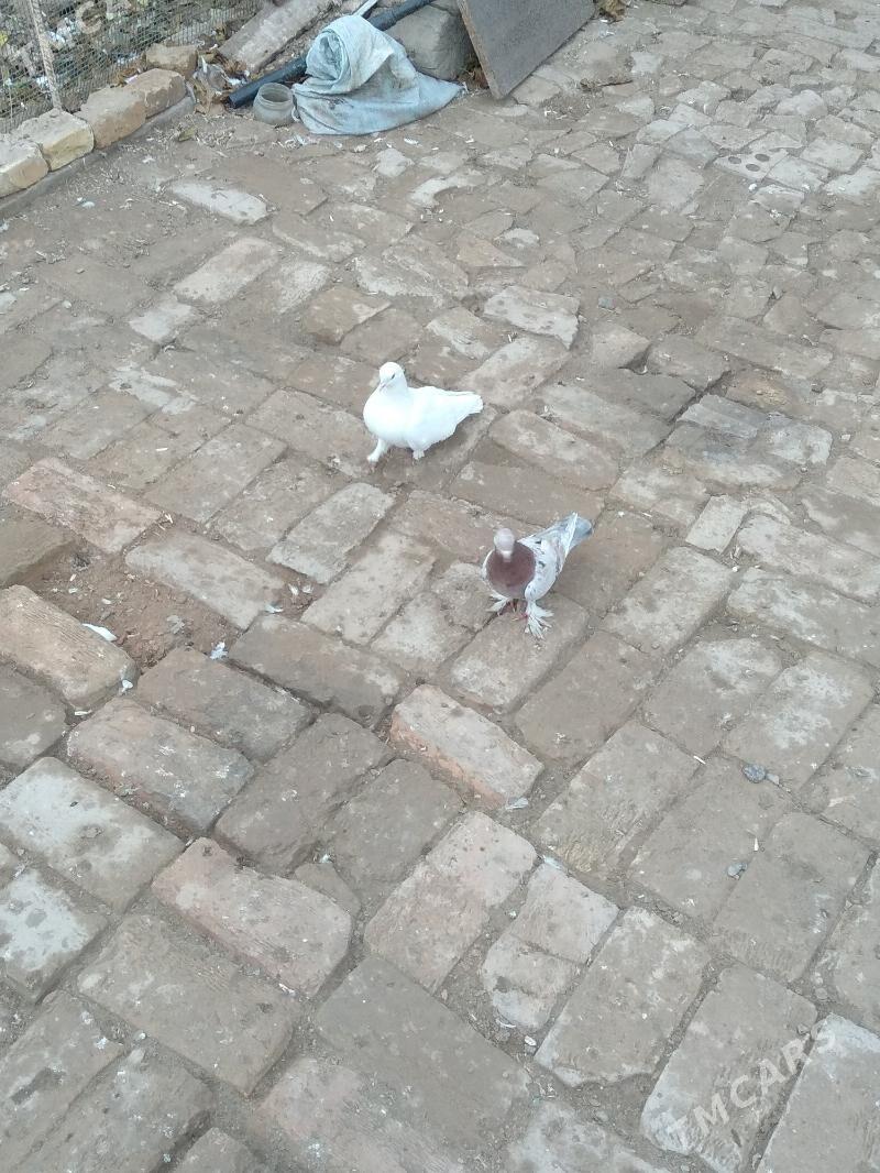 kepter - Türkmenabat - img 1