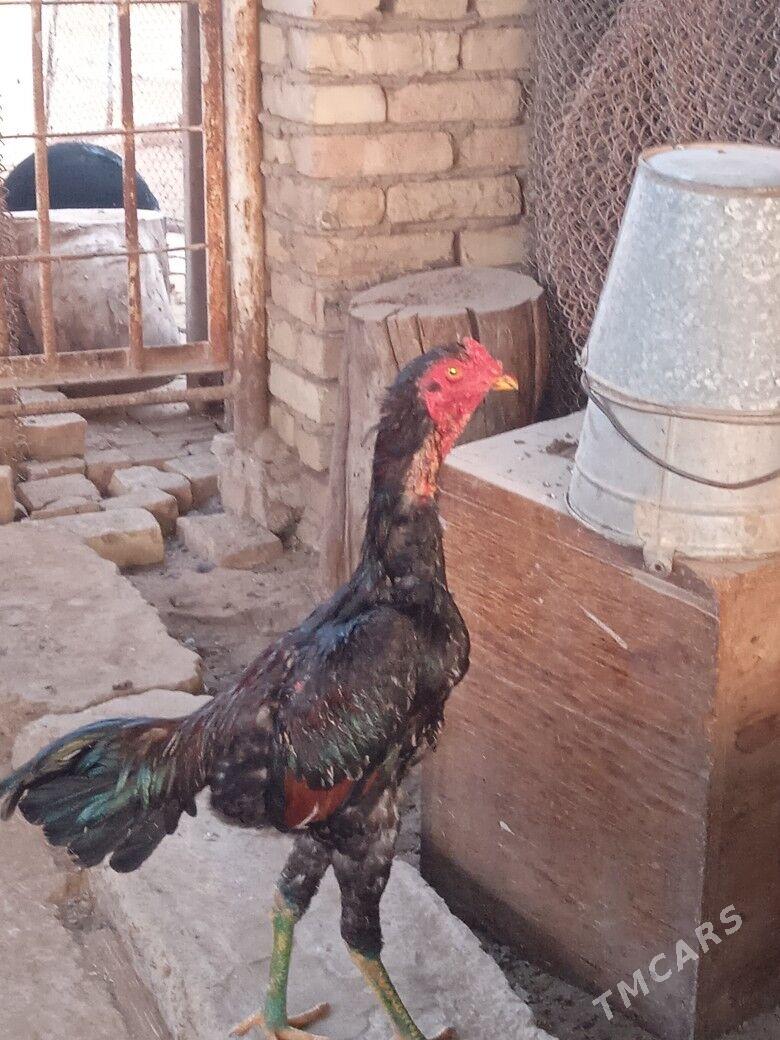 BAÝES - Wekilbazar - img 1