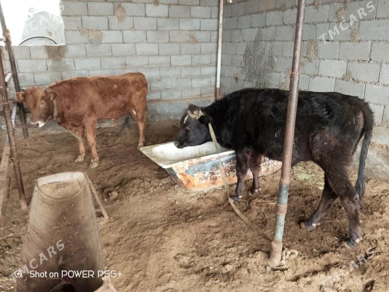 bakylan goleler - Гёкдепе - img 1