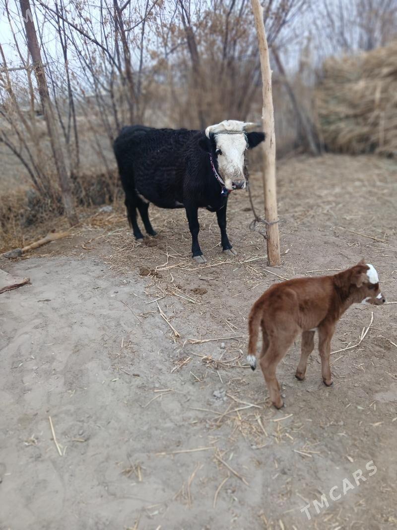 sygyr - Губадаг - img 1