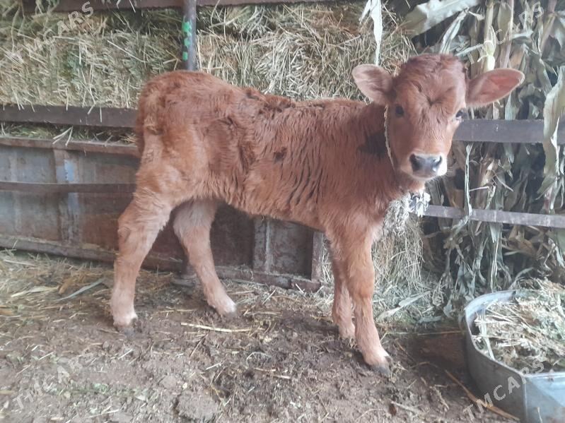 Goleli sygyr - Aşgabat - img 1