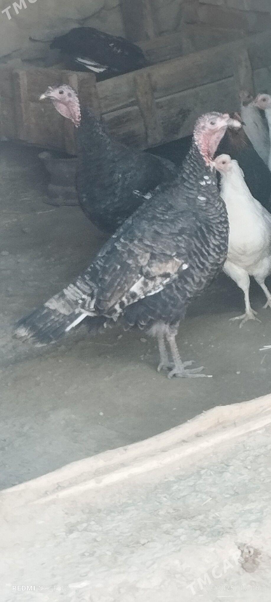 induk - Bereket - img 1