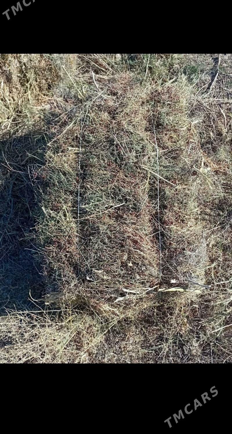 yandak - Saýat - img 1