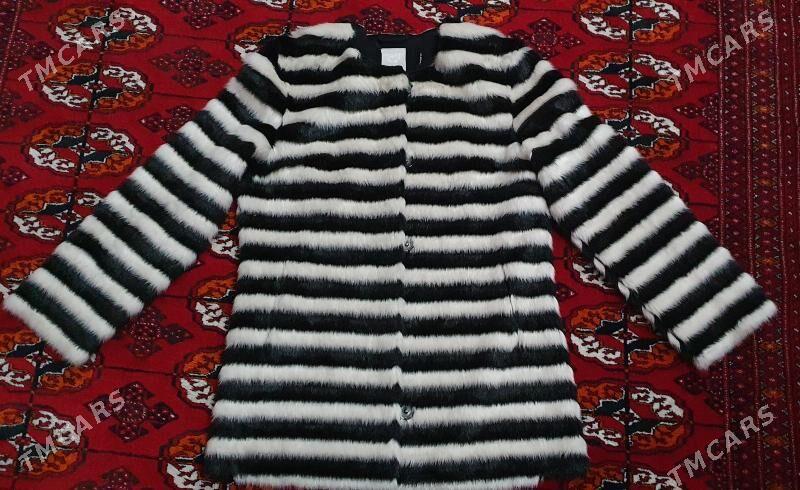 zebra dblyonka - Gökdepe - img 1