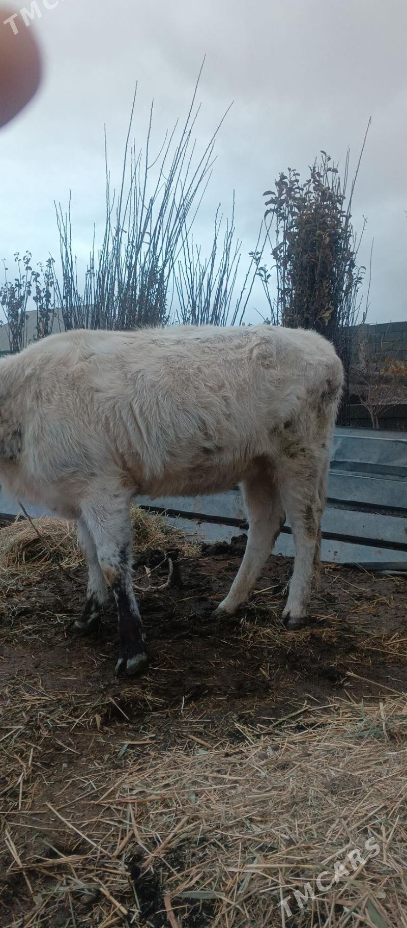 Tuwe 1.2 aylyk - Гёкдепе - img 1