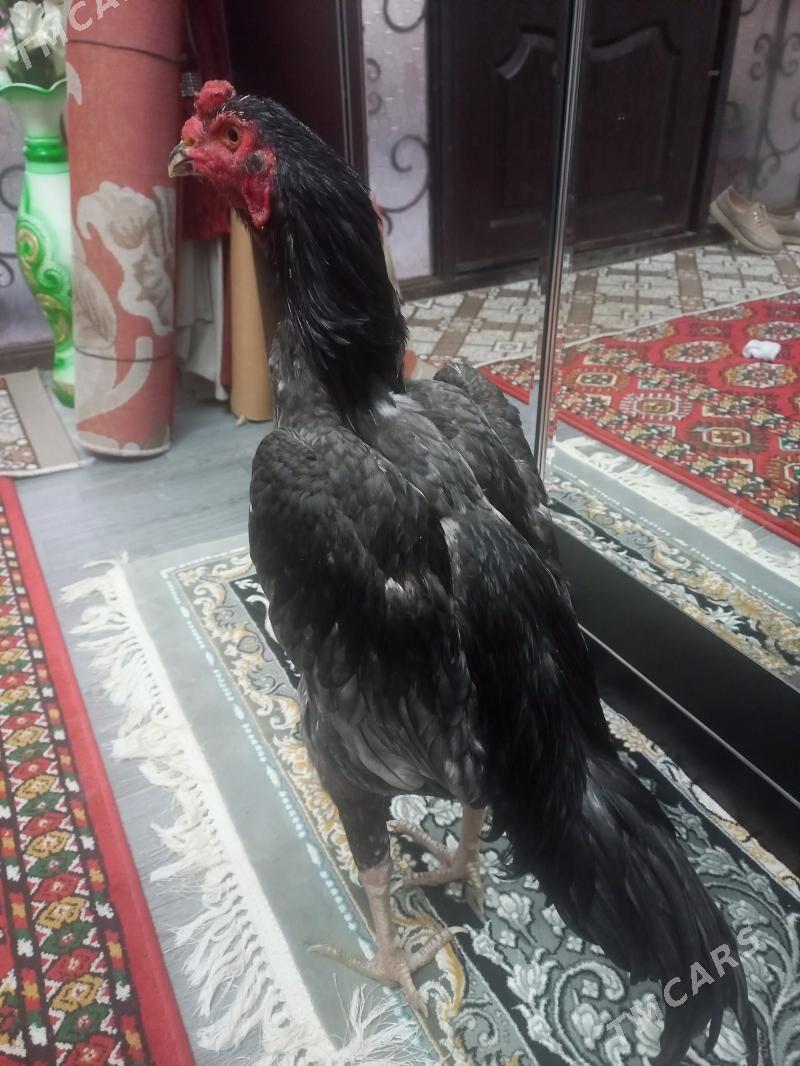 ШАМО ЖУЖЕ - Türkmenabat - img 1