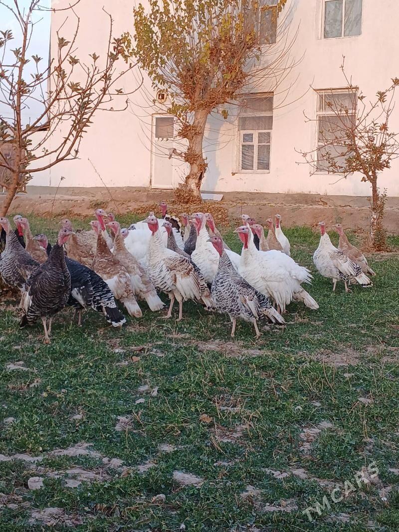 induk - Çärjew - img 1