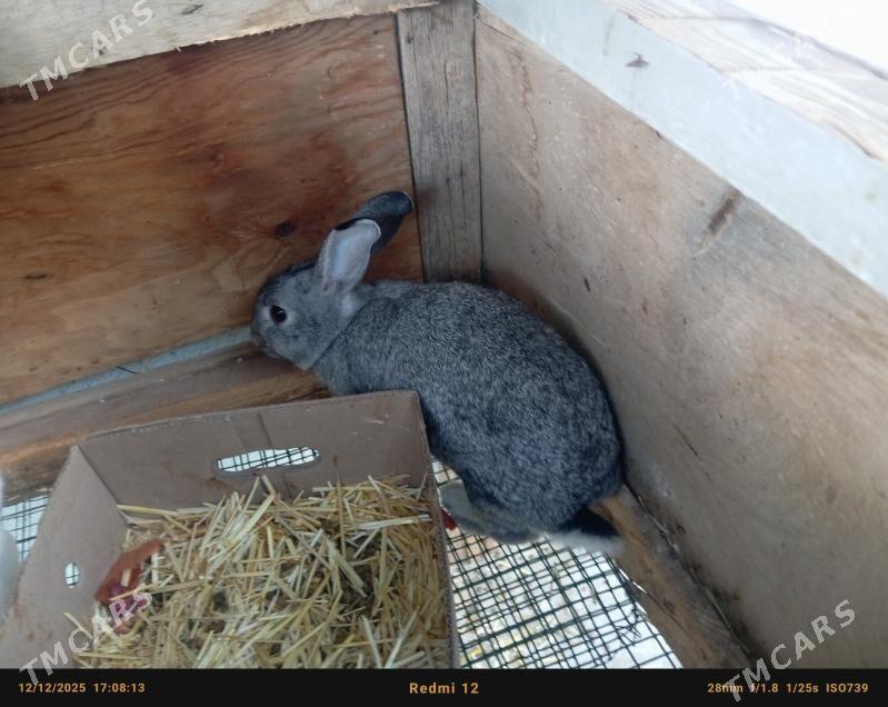 towsan - Çoganly - img 1