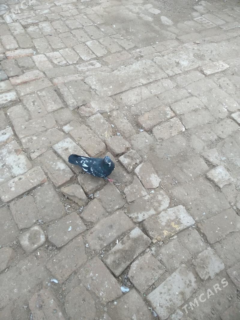 kepter - Türkmenabat - img 1