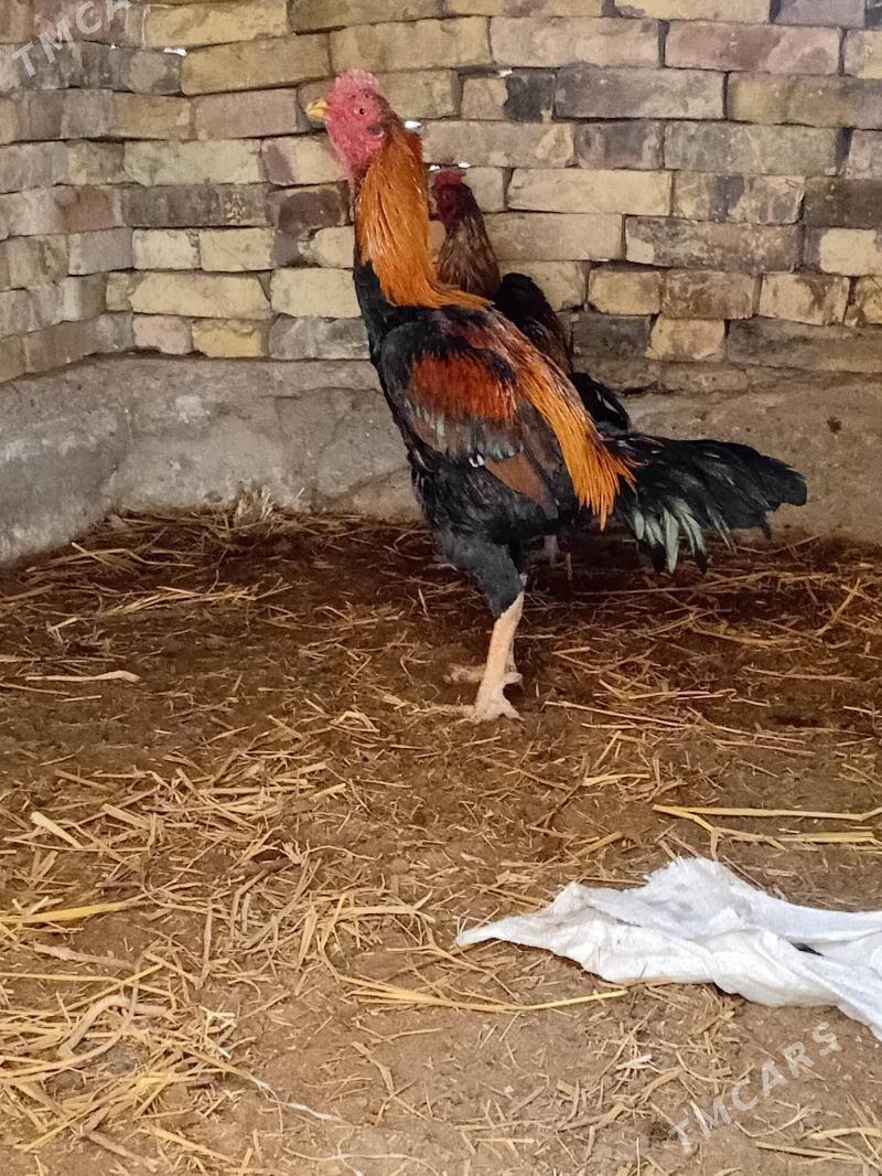 Horaz - Sakar - img 1