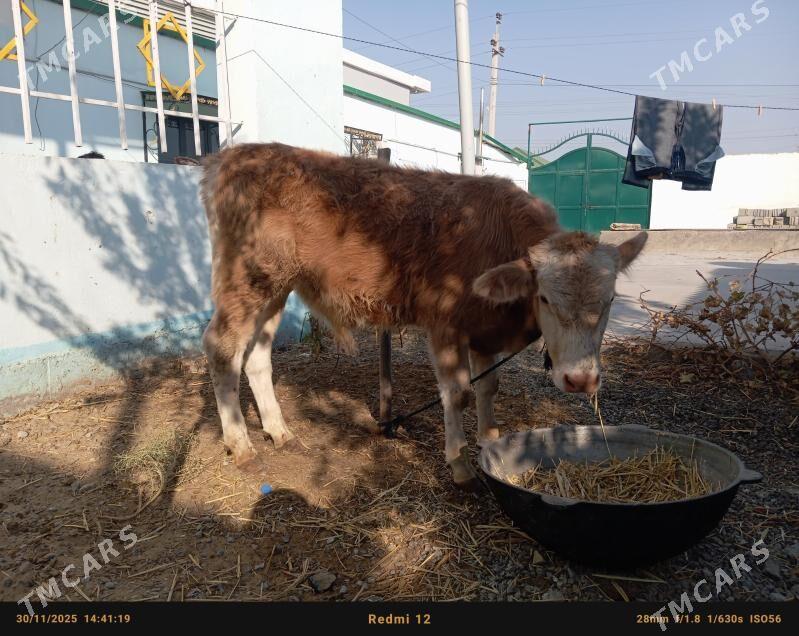 okuz - Чоганлы - img 1