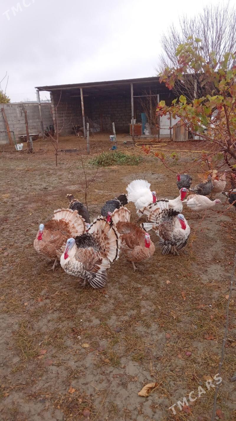 sadly SATLYK INDUK - Gökdepe - img 1