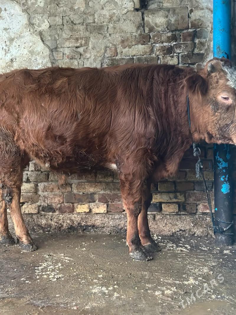 Tüwe bilen öküz - Хитровка - img 1