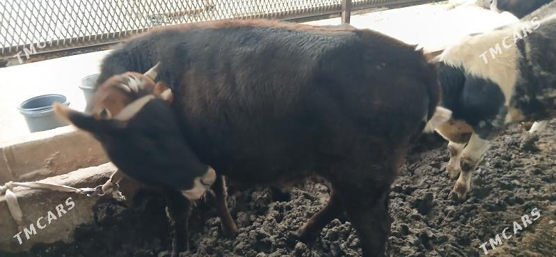 Tuwe - Чоганлы - img 1