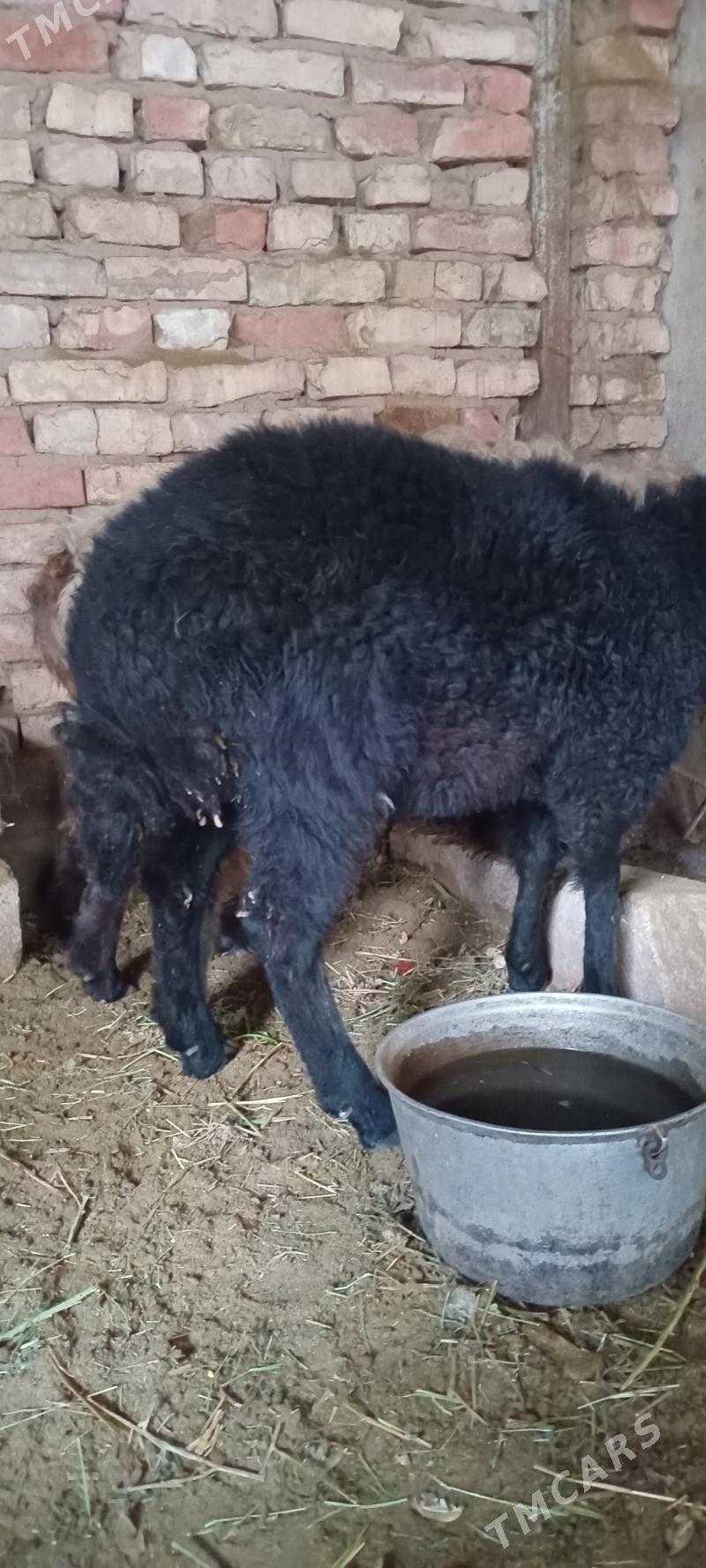 goyyn kurti - Теджен - img 1