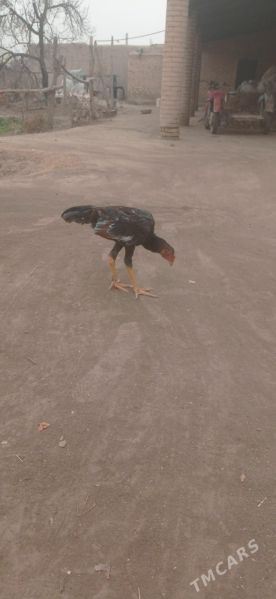 Horaz - Halaç - img 1