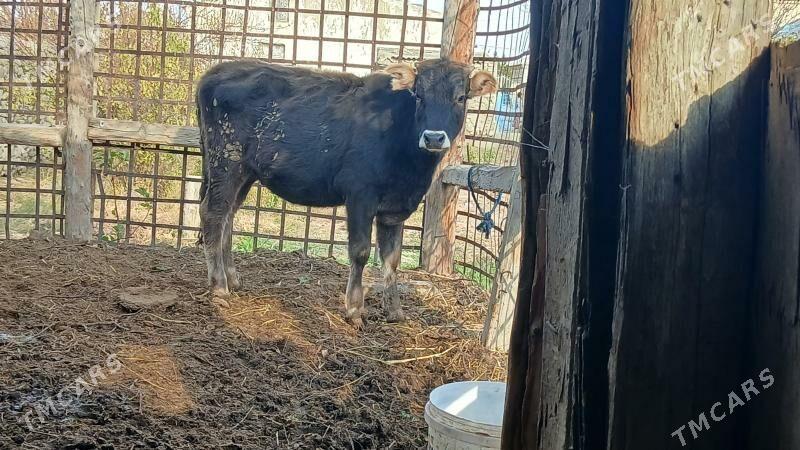 SWES TUWE - Бахарден - img 1