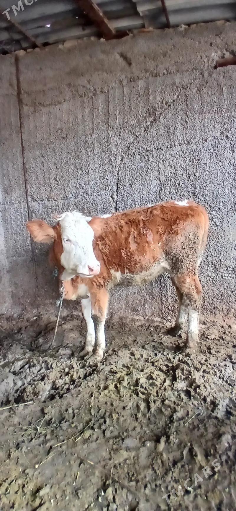 semental tuwe - Gökje - img 1