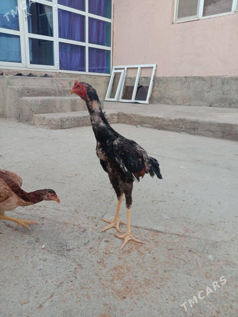 Taskent - Garadamak Şor - img 1