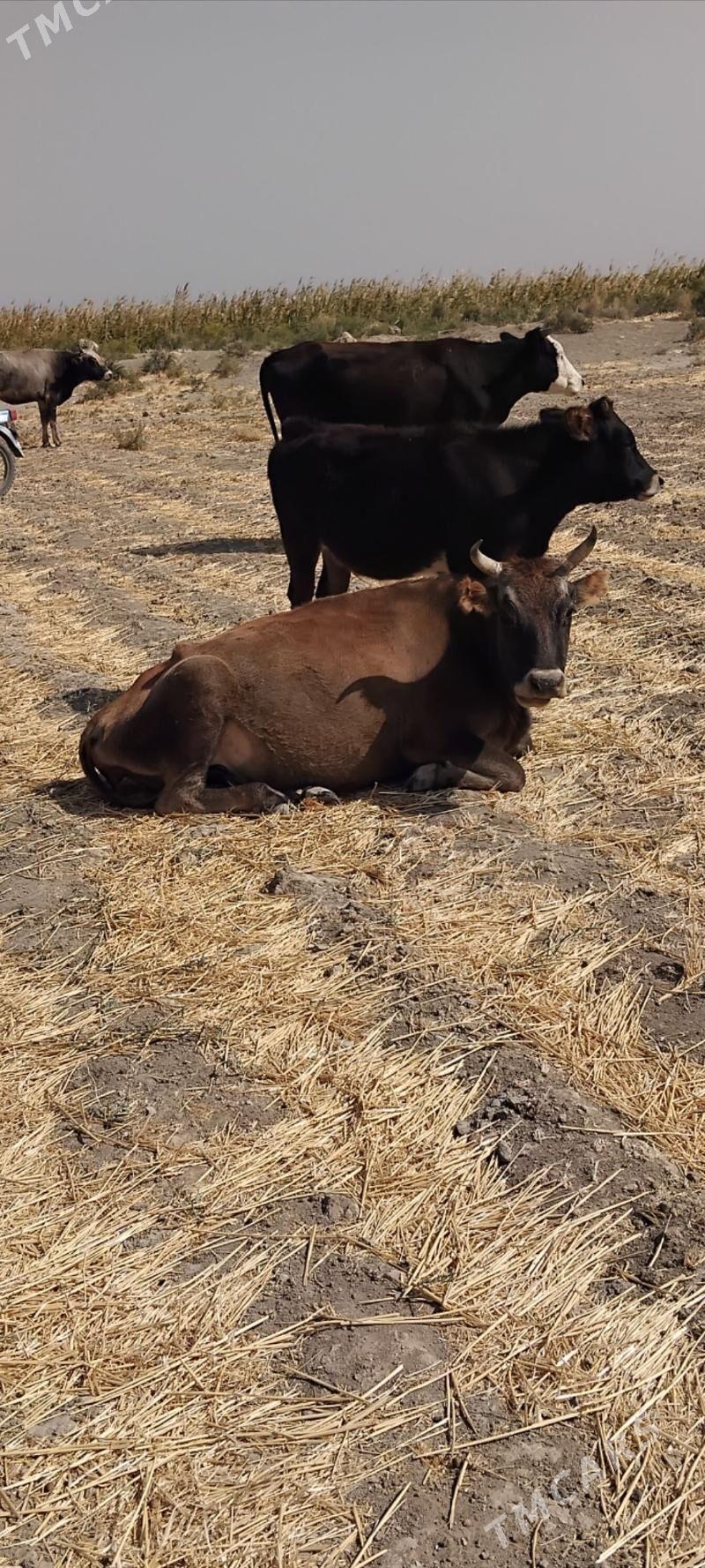 sygyr - Теджен - img 1