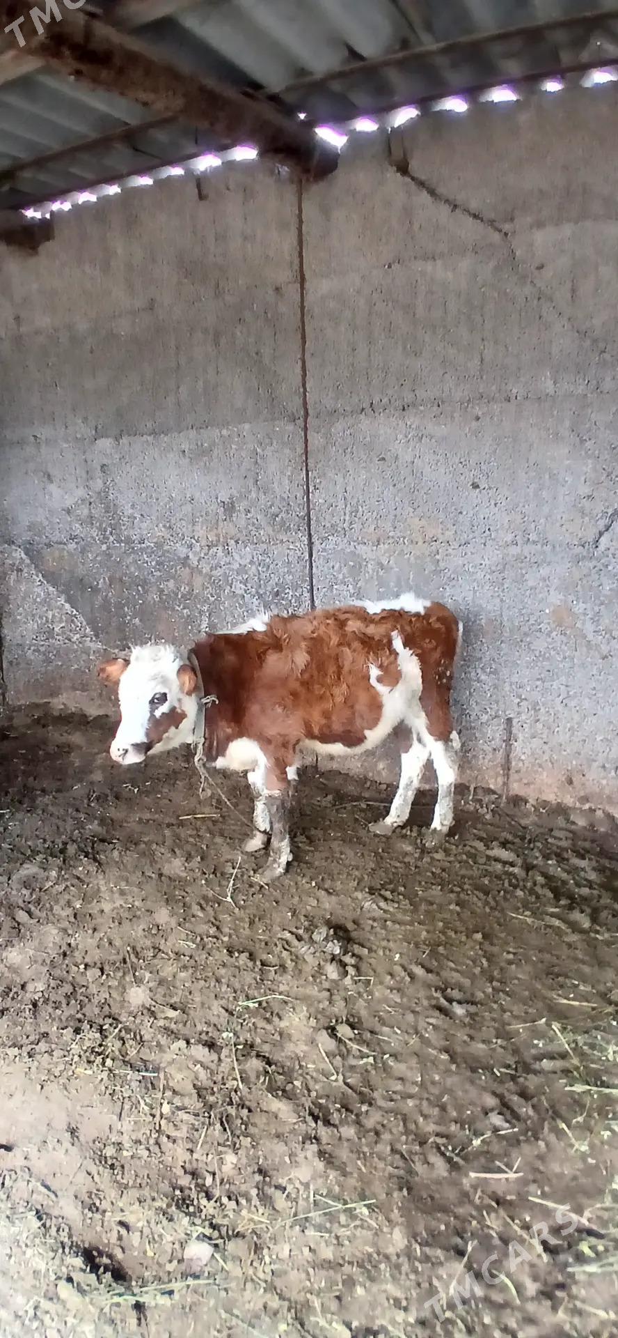 semental tuwe - Gökje - img 1