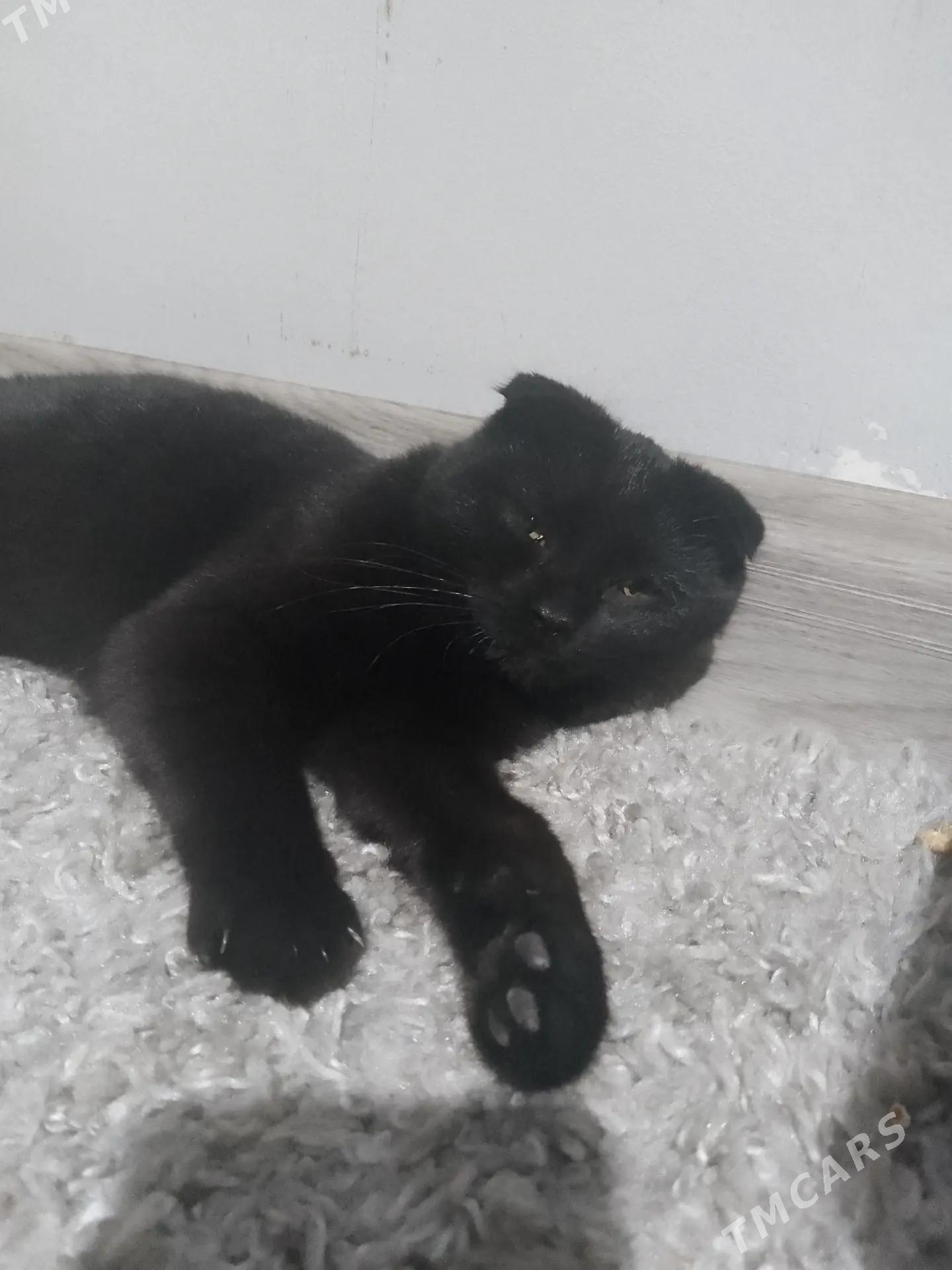 Pisik - Дянев - img 1