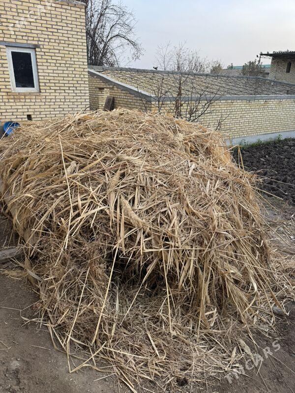 Haşal ot - Dänew - img 1