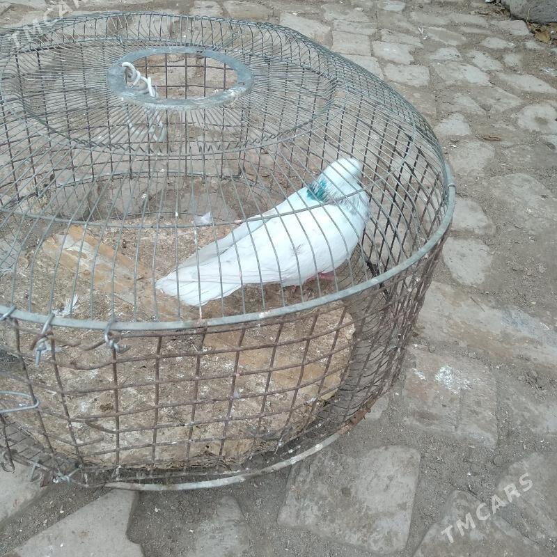 kepter - Türkmenabat - img 1