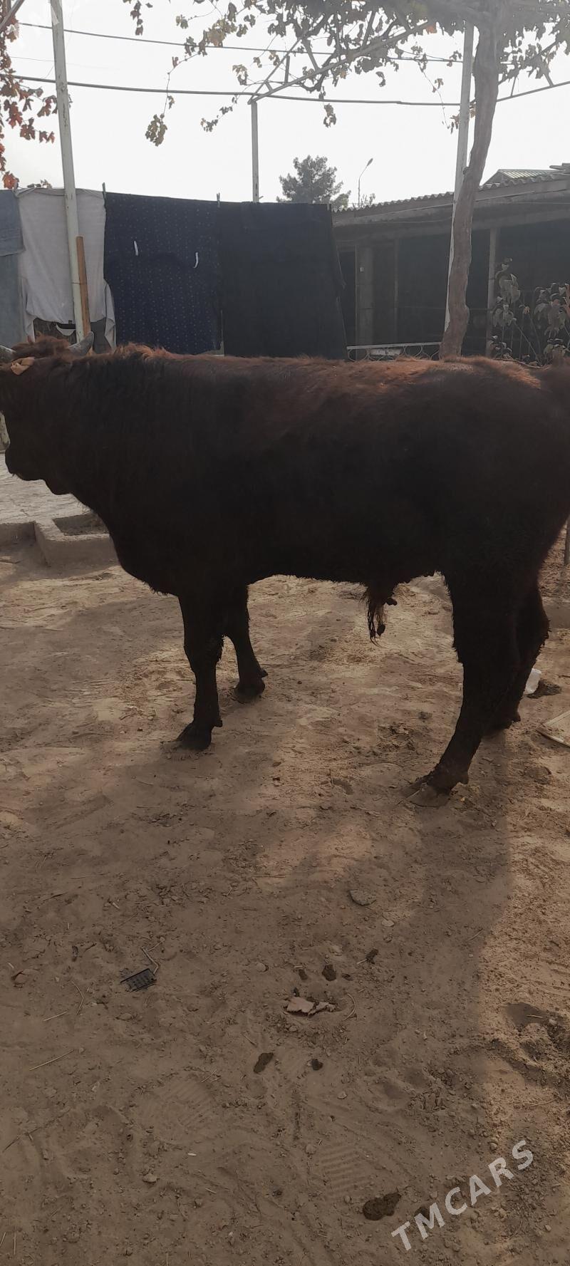 öküz - Кипджак - img 1