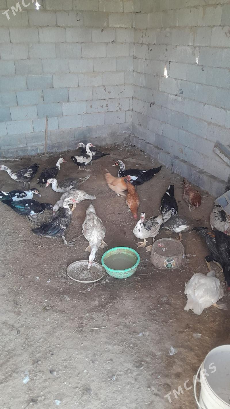 indautka - Ак-Бугдайский этрап - img 1