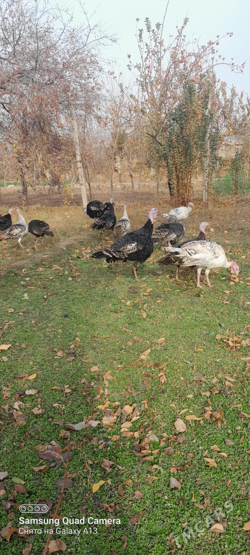 induk - Mary - img 1