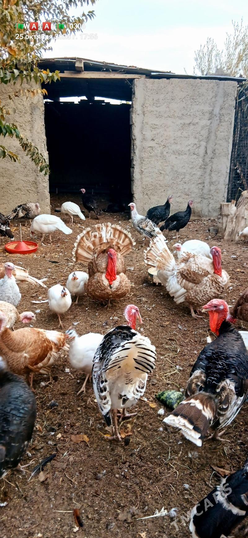 INDUK YUMURTGA - Ak bugdaý etraby - img 1