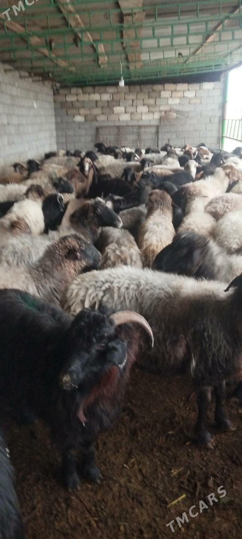 goýun we geci - Гарадамак - img 1