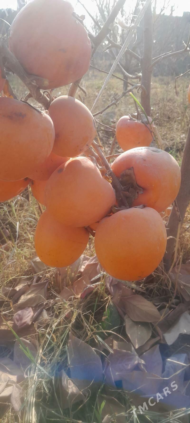 Hurma ṣitil - Гёкдепе - img 1