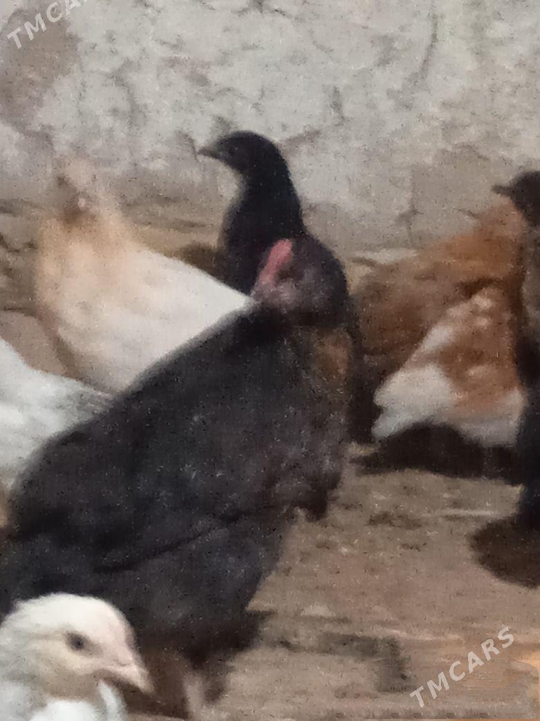 towuk juyje - Murgap - img 1