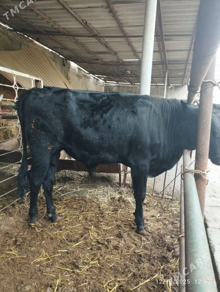 okuz - Çoganly - img 1