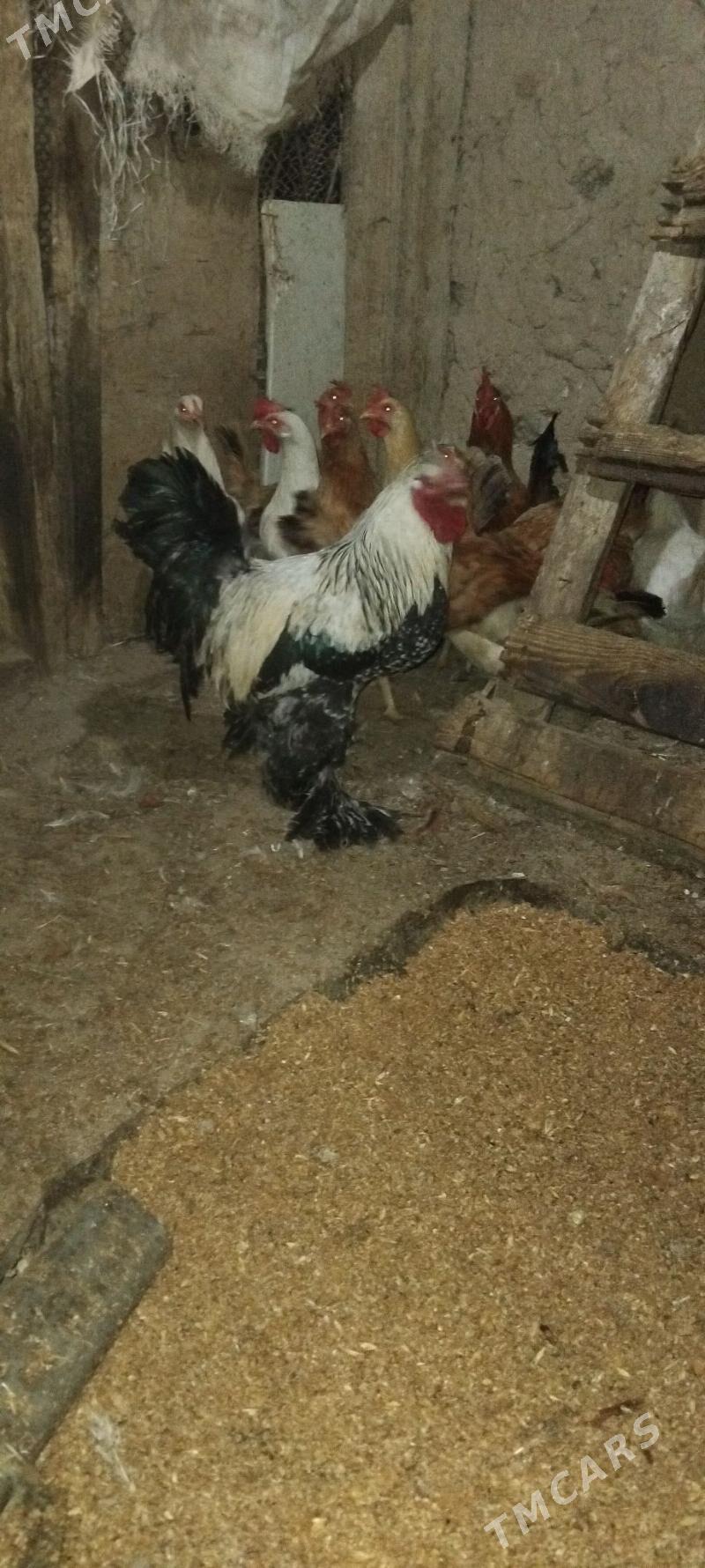 horaz towuk - Gyzylarbat - img 1