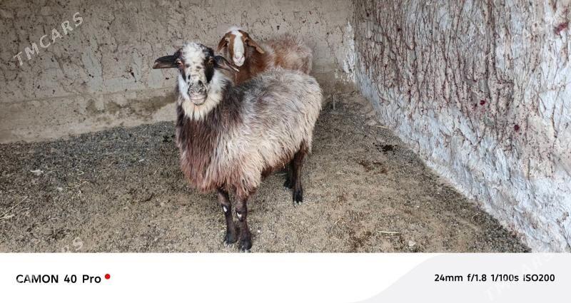 gysyr goyun - Бахарден - img 1