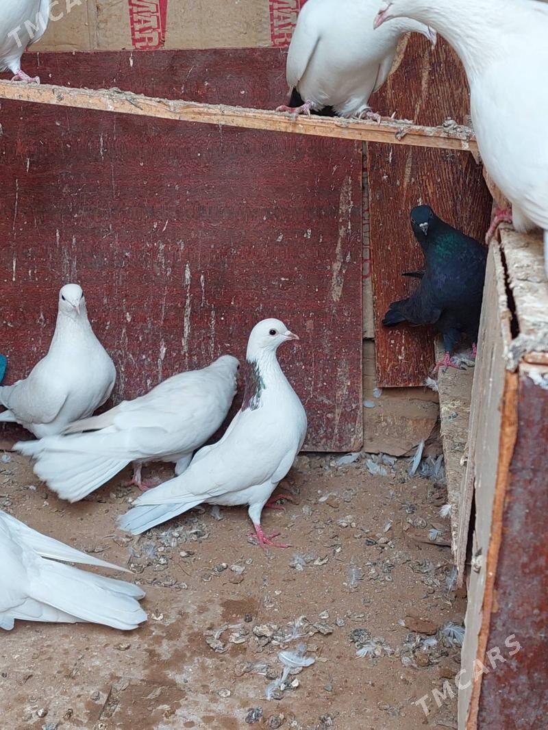 kepderi - Mary - img 1