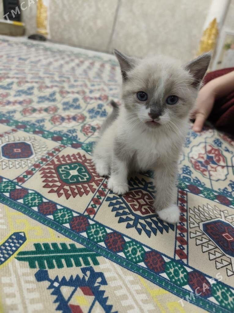 siyamiski - Aşgabat - img 1