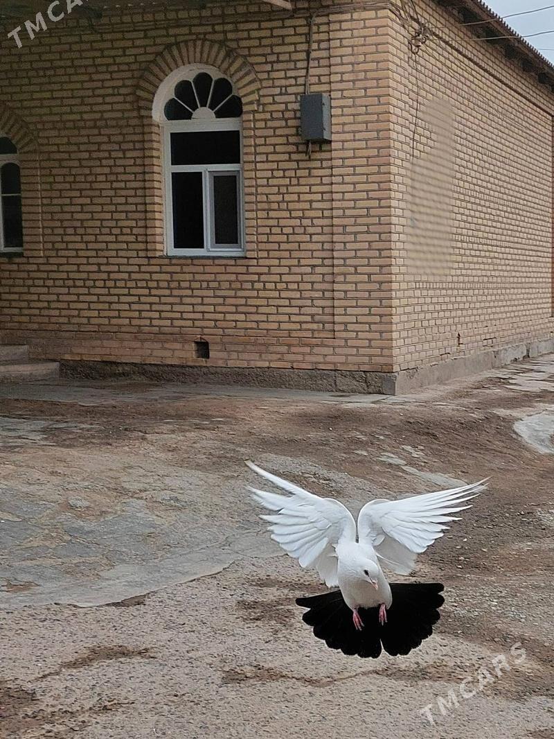 kepderi - Mary - img 1