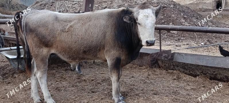 öküz - Гёкдепе - img 1