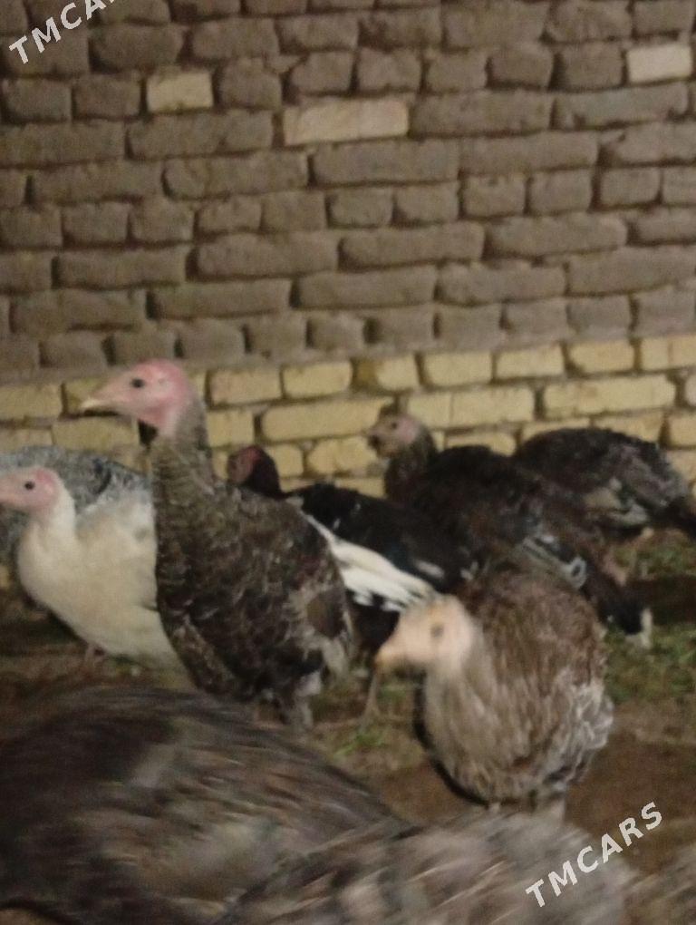 induk - Murgap - img 1