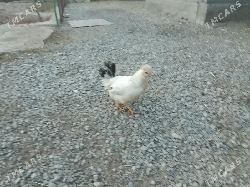 Bolgar horazlar - Kaka - img 1