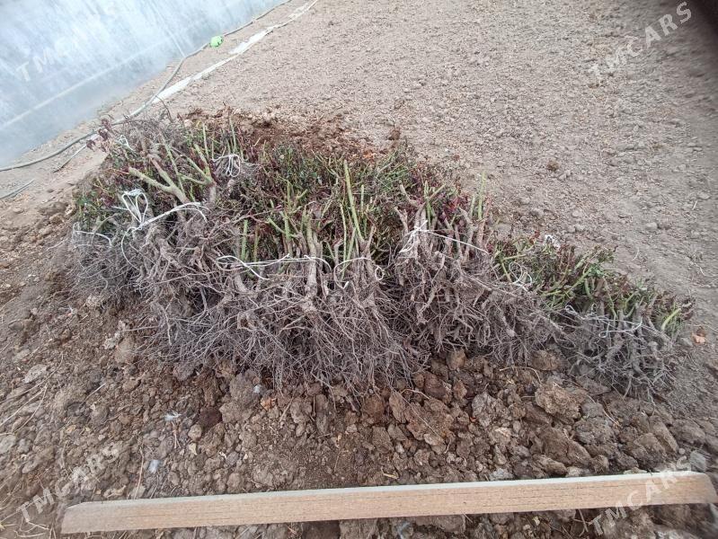 Roza nahal - Туркменабат - img 1