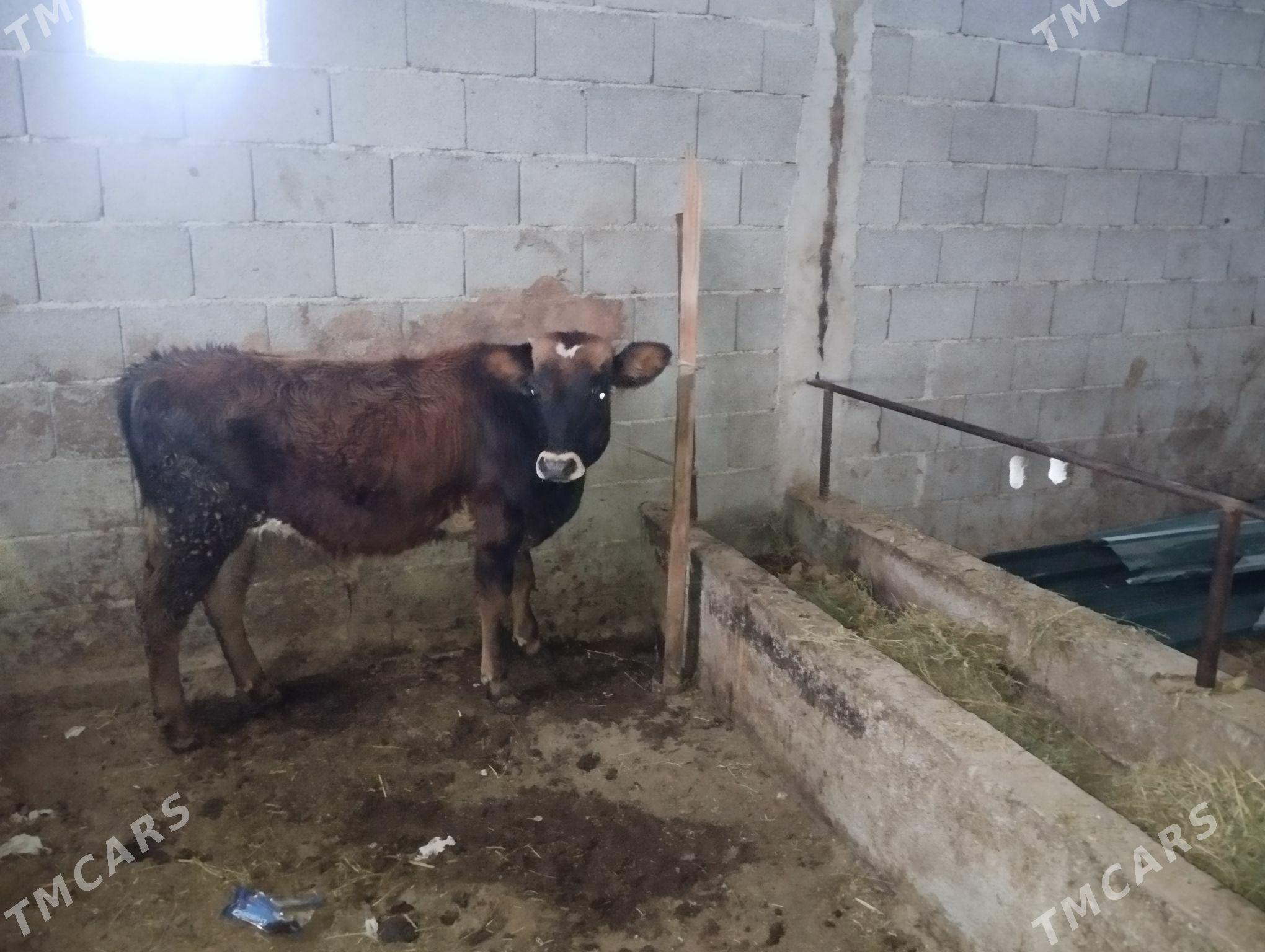 Öküz - Гёкдепе - img 1