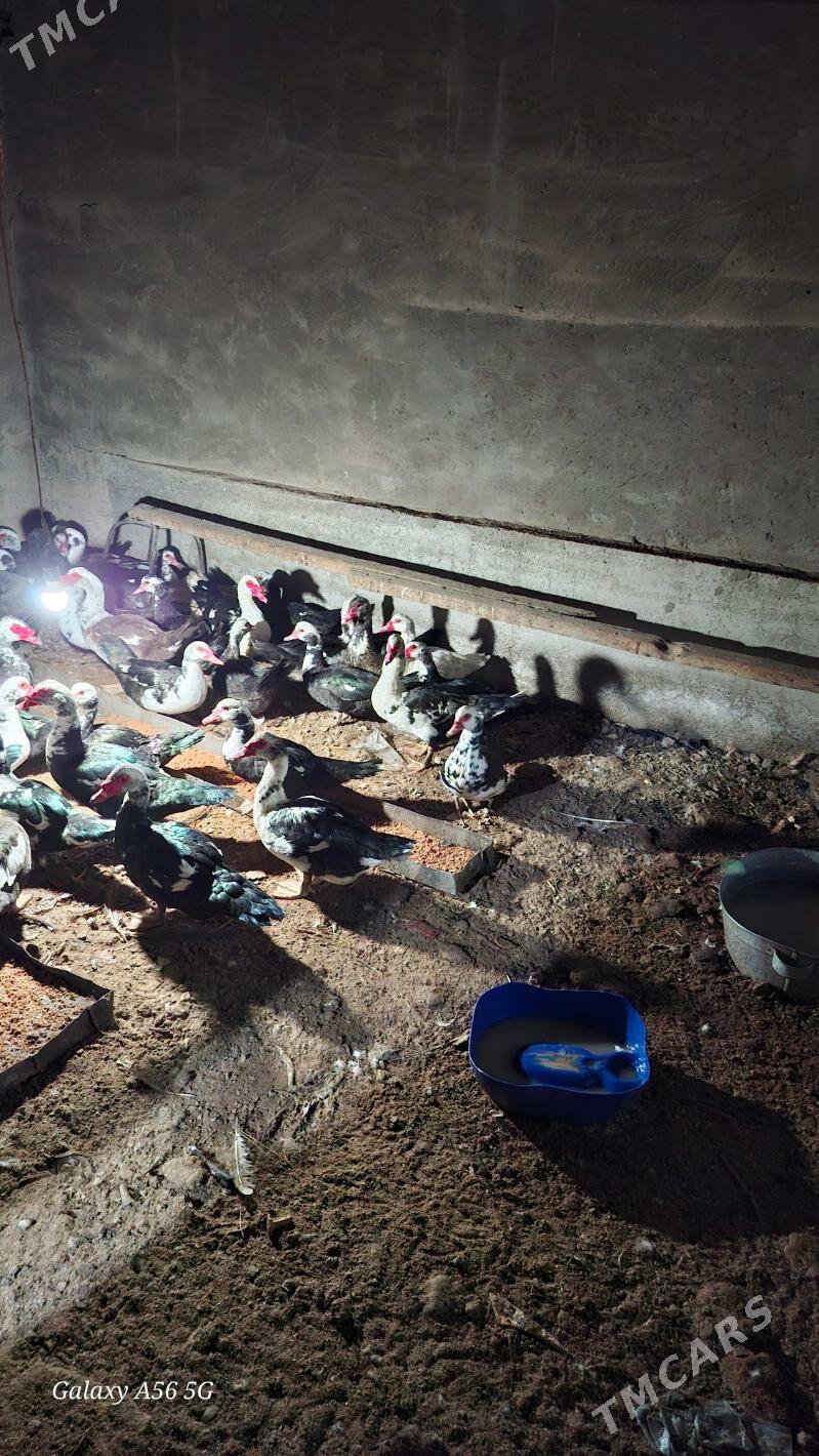 Induwutka Ördek - Мары - img 1