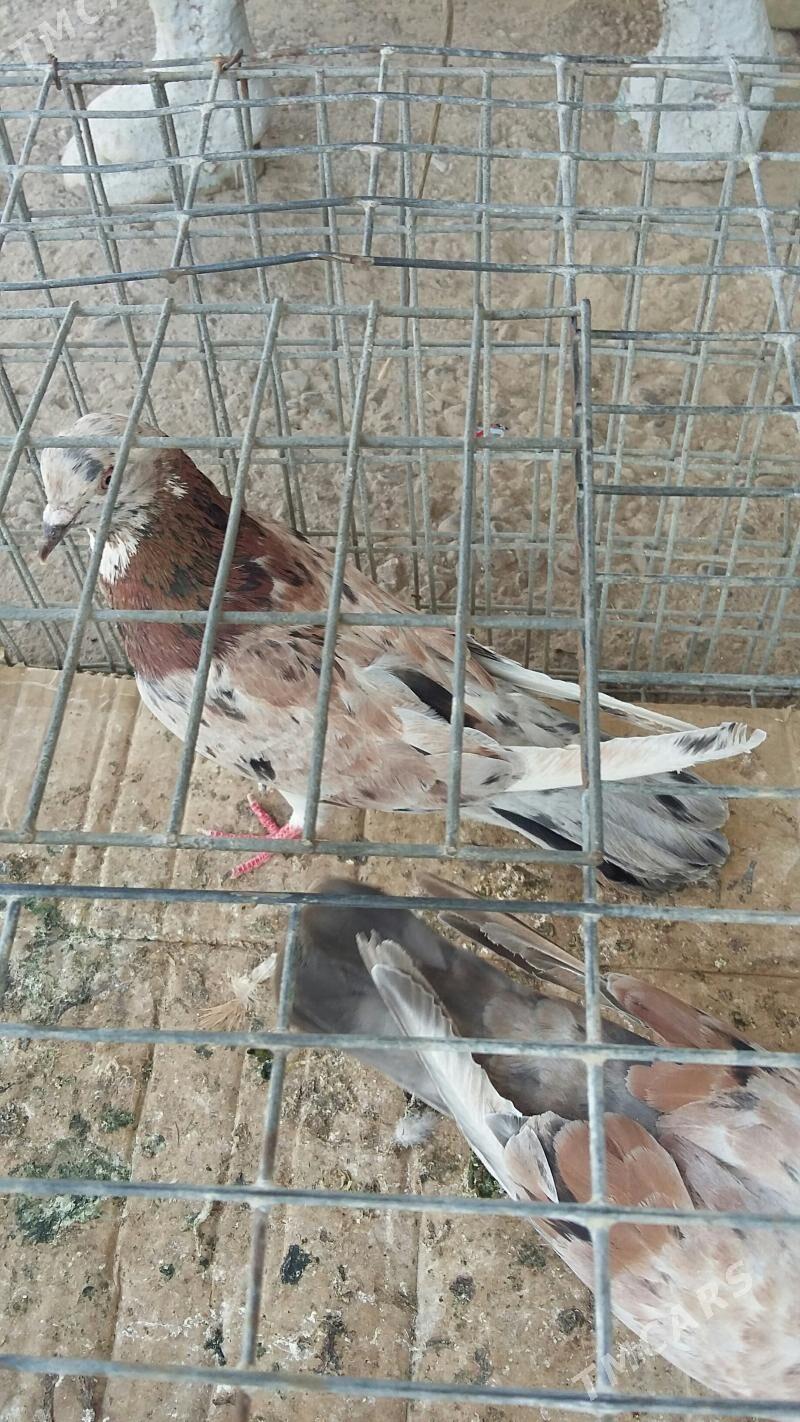 kepderi - Aşgabat - img 1