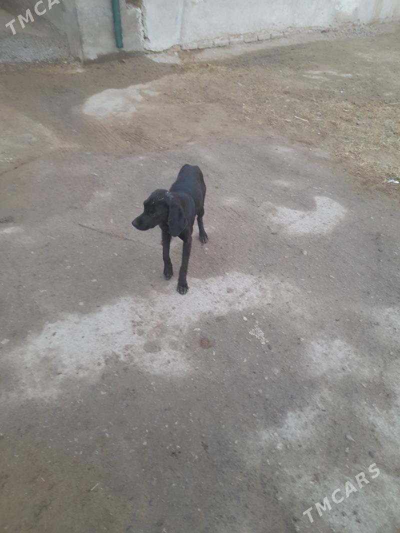 Авчы ит - Чарджоу - img 1