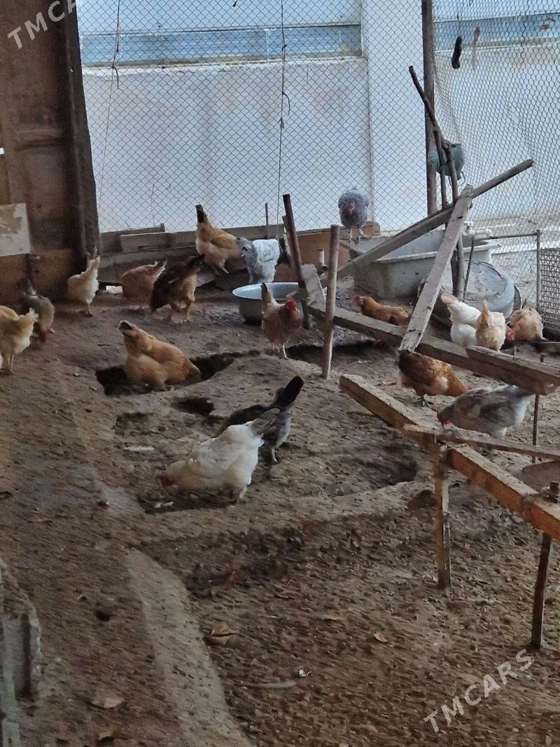 Towuk Куры - Büzmeýin - img 1